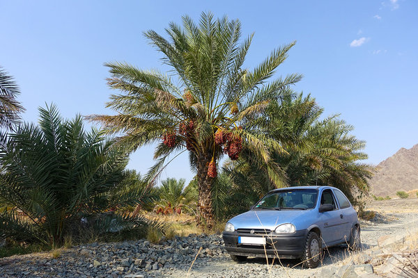 Dattelpalme &amp; Corsa. Ca. 200km westlich vom Länderdreieck Pakistan/Afghanistan/Iran