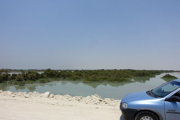 Qeshm/Iran: Mangroven Wald